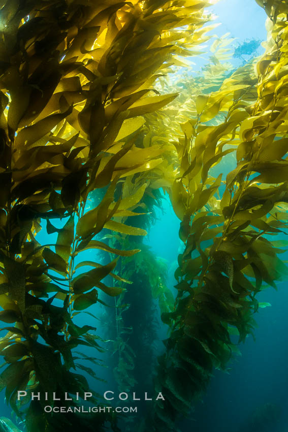 The Kelp Forest offshore of La Jolla, California. A kelp forest. Giant kelp grows rapidly, up to 2' per day, from the rocky reef on the ocean bottom to which it is anchored, toward the ocean surface where it spreads to form a thick canopy. Myriad species of fishes, mammals and invertebrates form a rich community in the kelp forest. Lush forests of kelp are found through California's Southern Channel Islands. USA, Macrocystis pyrifera, natural history stock photograph, photo id 30997