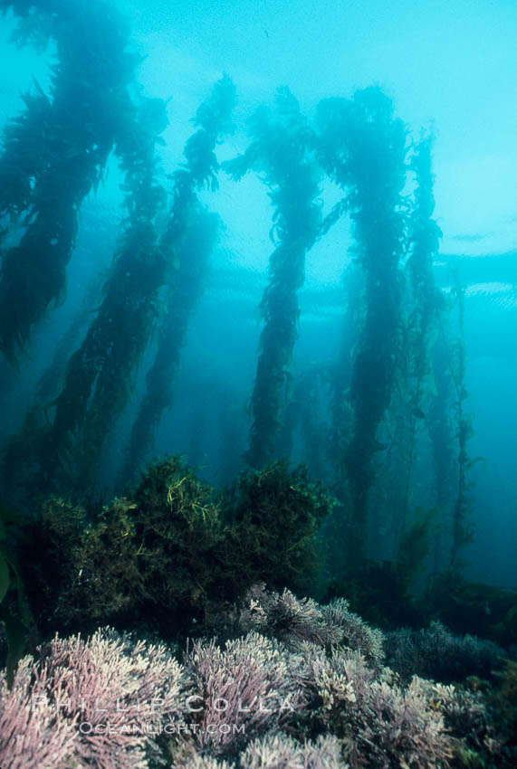 Kelp forest rises above a rocky reef covered with low-lying marine algae. San Clemente Island, California, USA, natural history stock photograph, photo id 02119