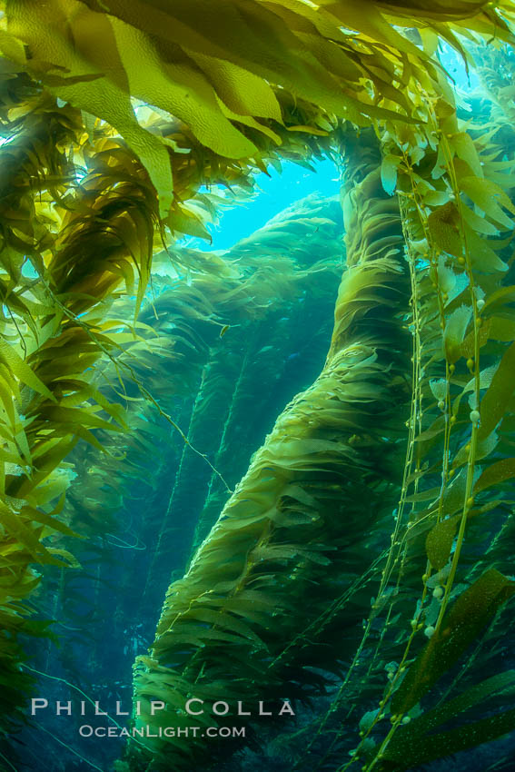 The Kelp Forest of San Clemente Island, California. A kelp forest. Giant kelp grows rapidly, up to 2' per day, from the rocky reef on the ocean bottom to which it is anchored, toward the ocean surface where it spreads to form a thick canopy. Myriad species of fishes, mammals and invertebrates form a rich community in the kelp forest. Lush forests of kelp are found throughout California's Southern Channel Islands. USA, Macrocystis pyrifera, natural history stock photograph, photo id 34610