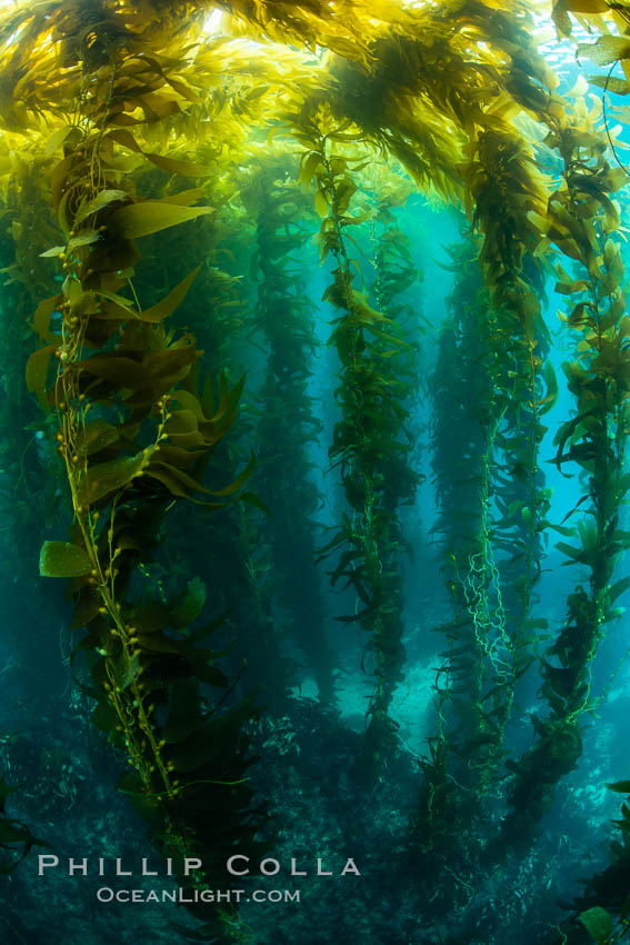 The Kelp Forest of San Clemente Island, California. A kelp forest. Giant kelp grows rapidly, up to 2' per day, from the rocky reef on the ocean bottom to which it is anchored, toward the ocean surface where it spreads to form a thick canopy. Myriad species of fishes, mammals and invertebrates form a rich community in the kelp forest. Lush forests of kelp are found throughout California's Southern Channel Islands. USA, Macrocystis pyrifera, natural history stock photograph, photo id 34614