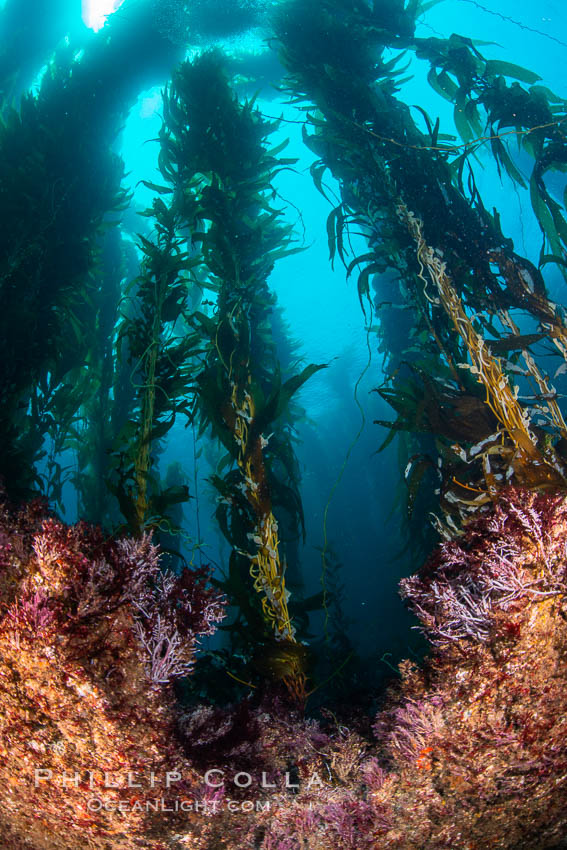 The Kelp Forest of San Clemente Island, California. A kelp forest. Giant kelp grows rapidly, up to 2' per day, from the rocky reef on the ocean bottom to which it is anchored, toward the ocean surface where it spreads to form a thick canopy. Myriad species of fishes, mammals and invertebrates form a rich community in the kelp forest. Lush forests of kelp are found throughout California's Southern Channel Islands. USA, Macrocystis pyrifera, natural history stock photograph, photo id 34612