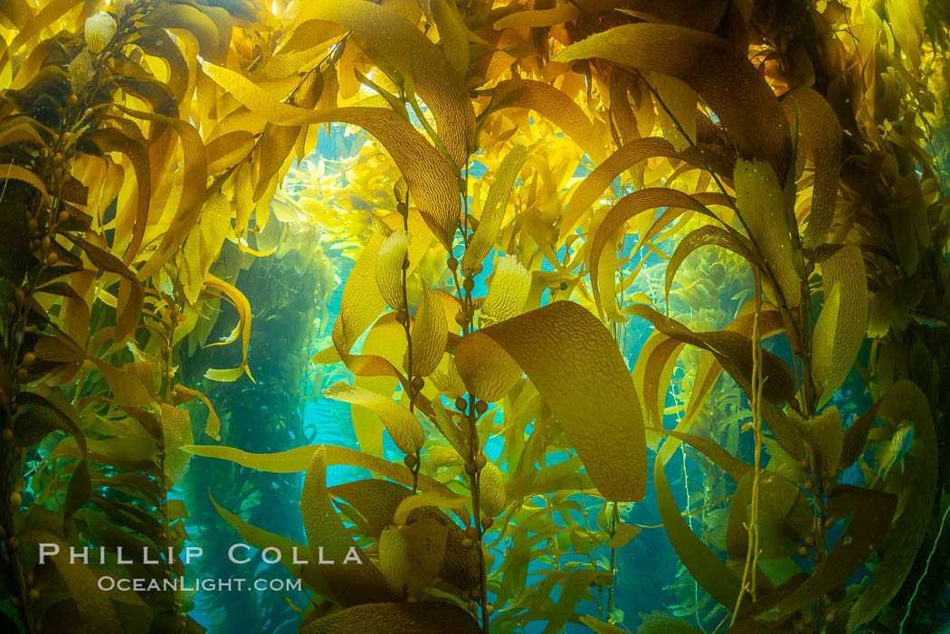The Kelp Forest of San Clemente Island, California. A kelp forest. Giant kelp grows rapidly, up to 2' per day, from the rocky reef on the ocean bottom to which it is anchored, toward the ocean surface where it spreads to form a thick canopy. Myriad species of fishes, mammals and invertebrates form a rich community in the kelp forest. Lush forests of kelp are found throughout California's Southern Channel Islands. USA, Macrocystis pyrifera, natural history stock photograph, photo id 34615