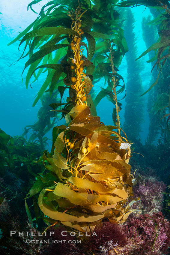 The Kelp Forest of San Clemente Island, California. A kelp forest. Giant kelp grows rapidly, up to 2' per day, from the rocky reef on the ocean bottom to which it is anchored, toward the ocean surface where it spreads to form a thick canopy. Myriad species of fishes, mammals and invertebrates form a rich community in the kelp forest. Lush forests of kelp are found throughout California's Southern Channel Islands. USA, Macrocystis pyrifera, natural history stock photograph, photo id 34613