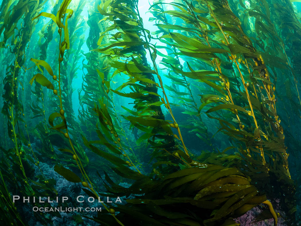 Kelp Forest, Santa Barbara Island. California, USA, natural history stock photograph, photo id 35830