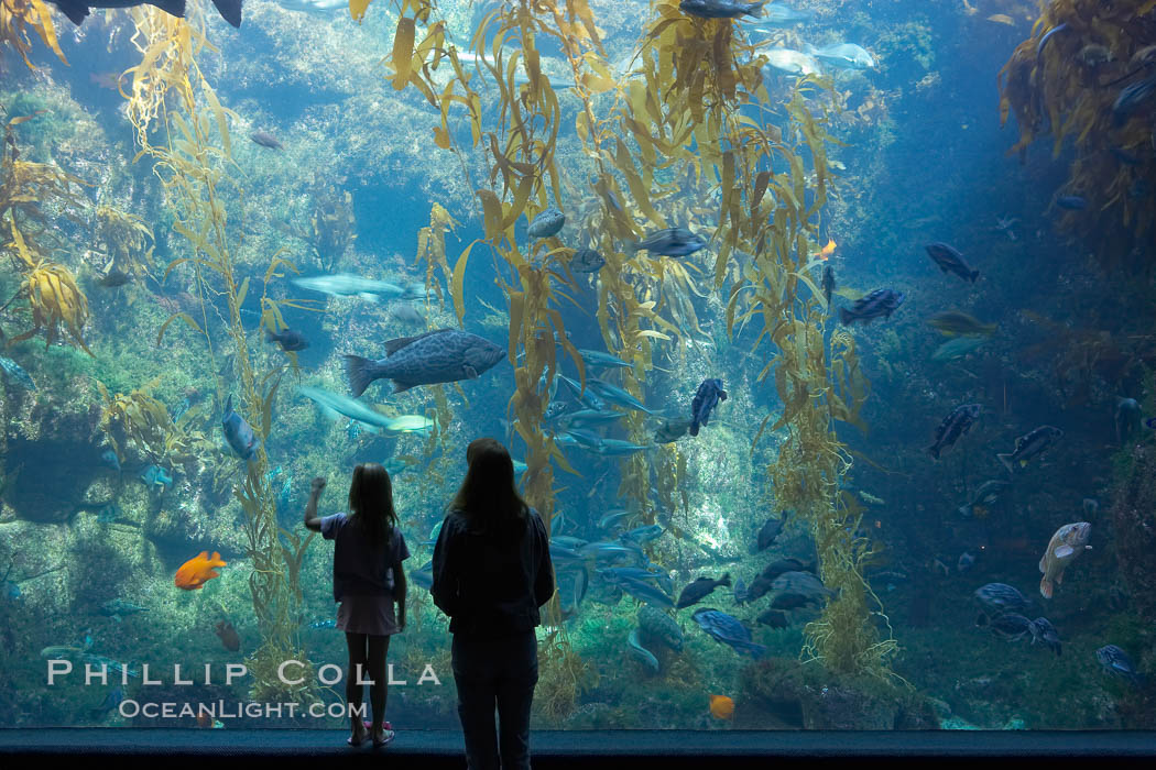 Visitors admire the enormous kelp forest tank in the Stephen Birch Aquarium at the Scripps Institution of Oceanography.  The 70000 gallon tank is home to black seabass, broomtail grouper, garibaldi, moray eels and leopard sharks. La Jolla, California, USA, natural history stock photograph, photo id 14546
