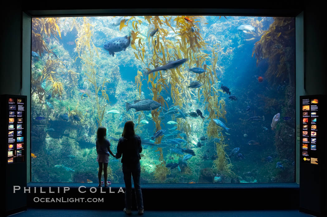 Visitors admire the enormous kelp forest tank in the Stephen Birch Aquarium at the Scripps Institution of Oceanography.  The 70000 gallon tank is home to black seabass, broomtail grouper, garibaldi, moray eels and leopard sharks. La Jolla, California, USA, natural history stock photograph, photo id 14547