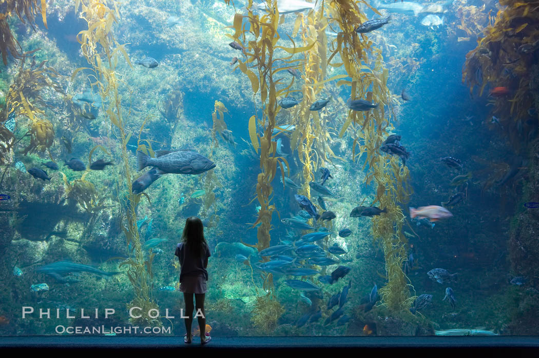 A young visitor admires the enormous kelp forest tank in the Stephen Birch Aquarium at the Scripps Institution of Oceanography.  The 70000 gallon tank is home to black seabass, broomtail grouper, garibaldi, moray eels and leopard sharks. La Jolla, California, USA, natural history stock photograph, photo id 14545
