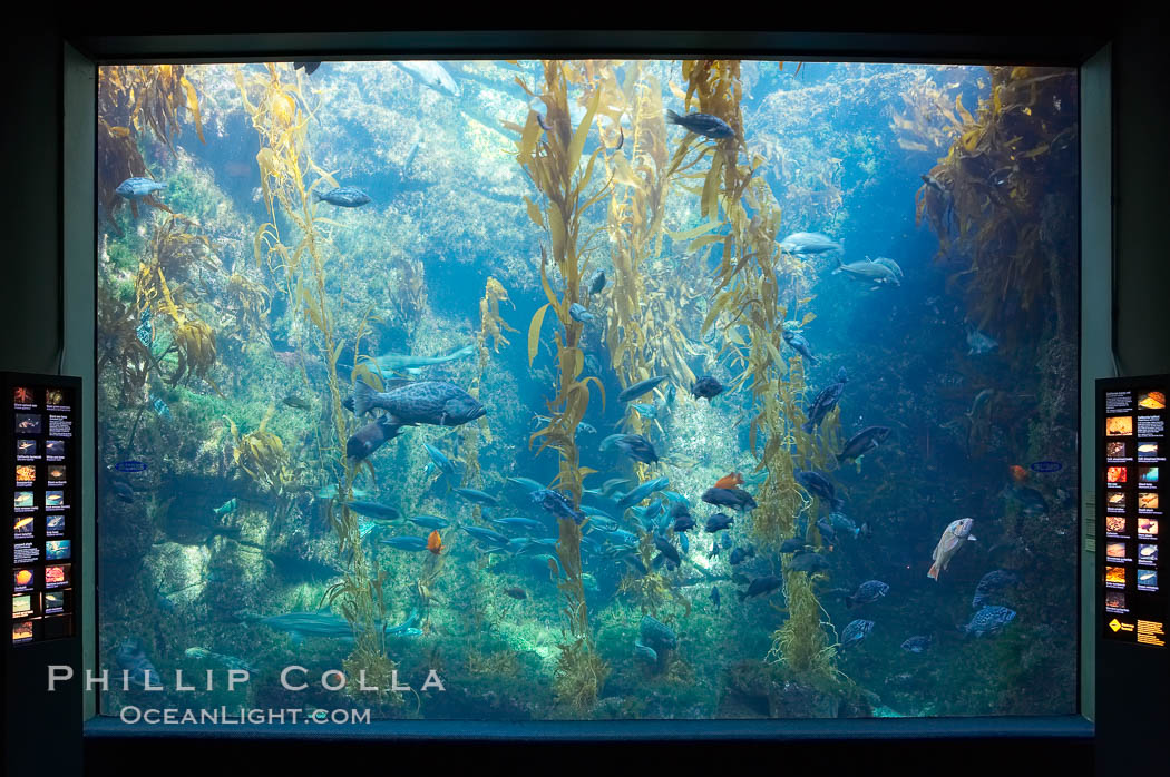 The kelp forest tank in the Stephen Birch Aquarium at the Scripps Institution of Oceanography.  The 70000 gallon tank is home to black seabass, broomtail grouper, garibaldi, moray eels and leopard sharks. La Jolla, California, USA, natural history stock photograph, photo id 14549