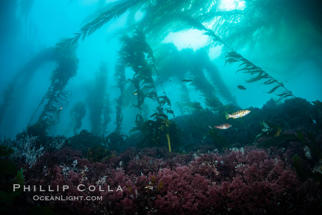 Kelp forest near Eagle Rock, West End, Catalina Island., natural history stock photograph, photo id 37134