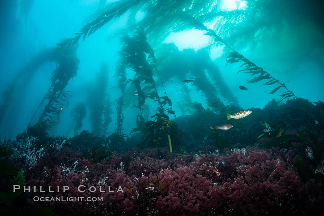 Kelp forest near Eagle Rock, West End, Catalina Island Kelp forest near Eagle Rock, West End, Catalina Island