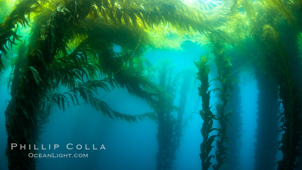 Kelp forest near Eagle Rock, West End, Catalina Island., natural history stock photograph, photo id 37138