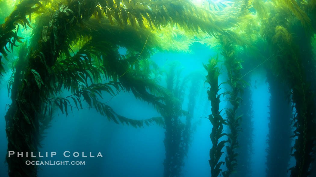Kelp forest near Eagle Rock, West End, Catalina Island., Macrocystis pyrifera, natural history stock photograph, photo id 37138