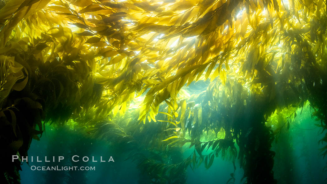 Kelp forest near Eagle Rock, West End, Catalina Island., natural history stock photograph, photo id 37142