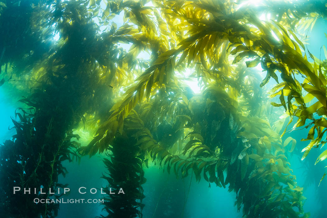 Kelp forest near Eagle Rock, West End, Catalina Island., natural history stock photograph, photo id 37140