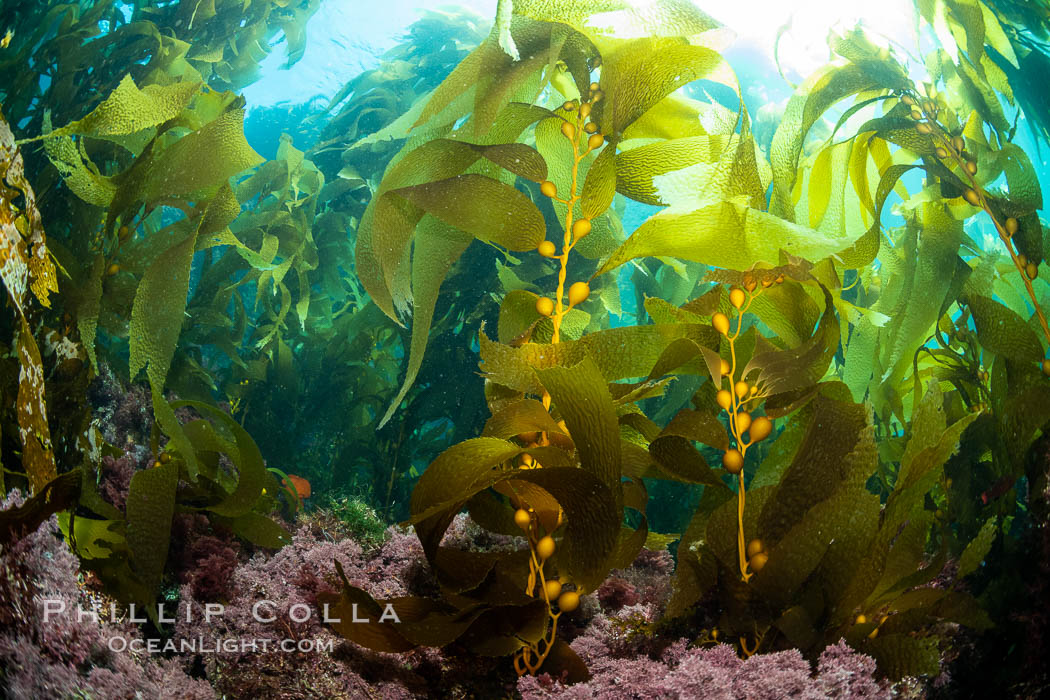 Kelp forest at West End, Catalina Island