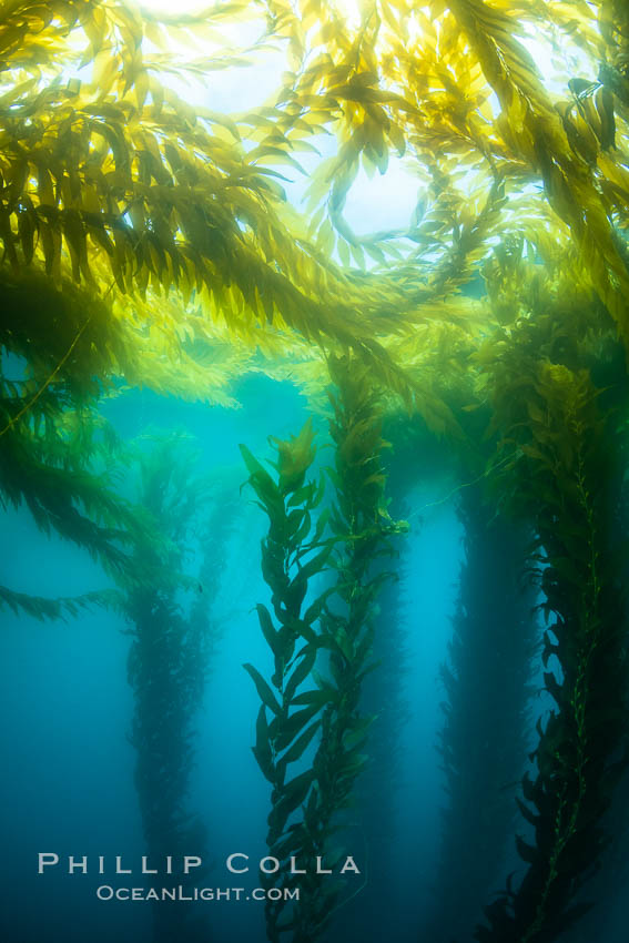 Kelp forest near Eagle Rock, West End, Catalina Island., natural history stock photograph, photo id 37139