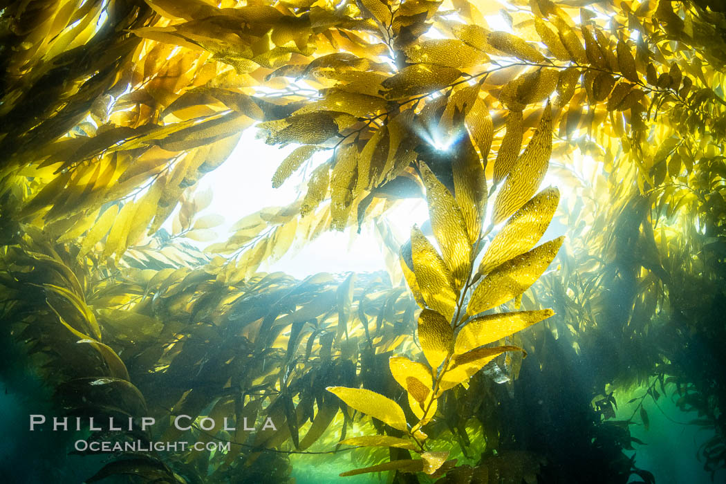 Kelp forest near Eagle Rock, West End, Catalina Island., natural history stock photograph, photo id 37143