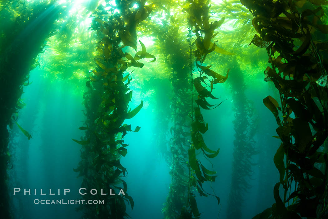 Kelp forest near Eagle Rock, West End, Catalina Island., natural history stock photograph, photo id 37137