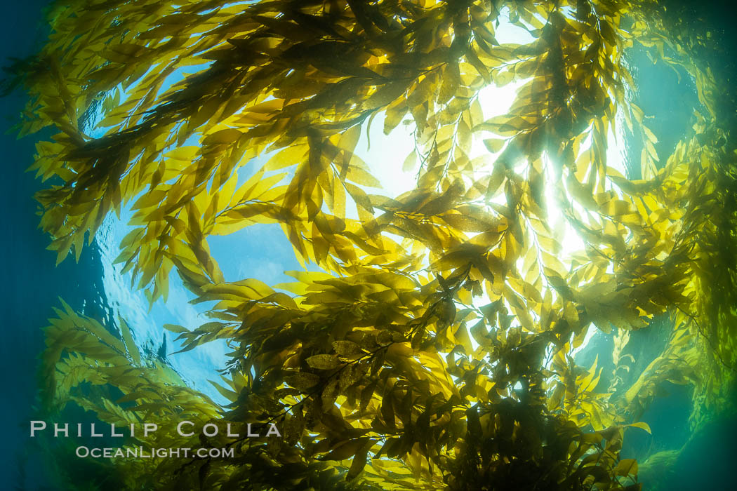 Kelp forest near Eagle Rock, West End, Catalina Island., natural history stock photograph, photo id 37141