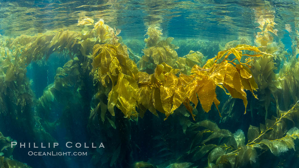 Kelp forest at West End, Catalina Island