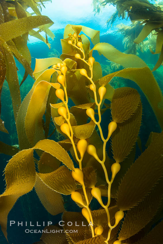 Kelp fronds and pneumatocysts. Pneumatocysts, gas-filled bladders, float the kelp plant off the ocean bottom toward the surface and sunlight, where the leaf-like blades and stipes of the kelp plant grow fastest. Giant kelp can grow up to 2' in a single day given optimal conditions. Epic submarine forests of kelp grow throughout California's Southern Channel Islands. Catalina Island, USA, natural history stock photograph, photo id 34166