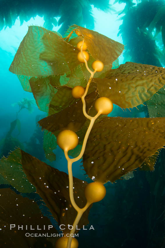 Kelp fronds and pneumatocysts. Pneumatocysts, gas-filled bladders, float the kelp plant off the ocean bottom toward the surface and sunlight, where the leaf-like blades and stipes of the kelp plant grow fastest. Giant kelp can grow up to 2' in a single day given optimal conditions. Epic submarine forests of kelp grow throughout California's Southern Channel Islands. Catalina Island, USA, natural history stock photograph, photo id 34190