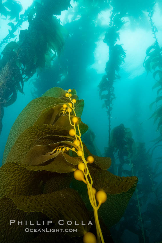 Kelp fronds and pneumatocysts. Pneumatocysts, gas-filled bladders, float the kelp plant off the ocean bottom toward the surface and sunlight, where the leaf-like blades and stipes of the kelp plant grow fastest. Giant kelp can grow up to 2' in a single day given optimal conditions. Epic submarine forests of kelp grow throughout California's Southern Channel Islands. San Clemente Island, USA, Macrocystis pyrifera, natural history stock photograph, photo id 37054