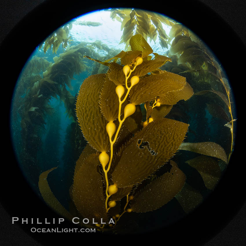 Kelp fronds and pneumatocysts. Pneumatocysts, gas-filled bladders, float the kelp off the ocean bottom toward the surface and sunlight, where the leaf-like blades and stipes of the kelp plant grow fastest. Catalina Island, California. USA, natural history stock photograph, photo id 37242