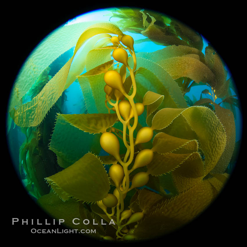 Kelp fronds and pneumatocysts. Pneumatocysts, gas-filled bladders, float the kelp off the ocean bottom toward the surface and sunlight, where the leaf-like blades and stipes of the kelp plant grow fastest. Catalina Island, California, Macrocystis pyrifera