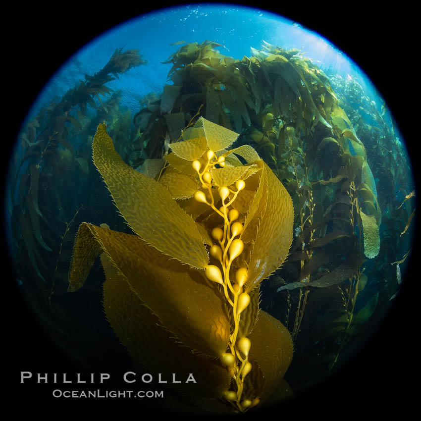 Kelp fronds and pneumatocysts. Pneumatocysts, gas-filled bladders, float the kelp off the ocean bottom toward the surface and sunlight, where the leaf-like blades and stipes of the kelp plant grow fastest. Catalina Island, California. USA, Macrocystis pyrifera, natural history stock photograph, photo id 37278