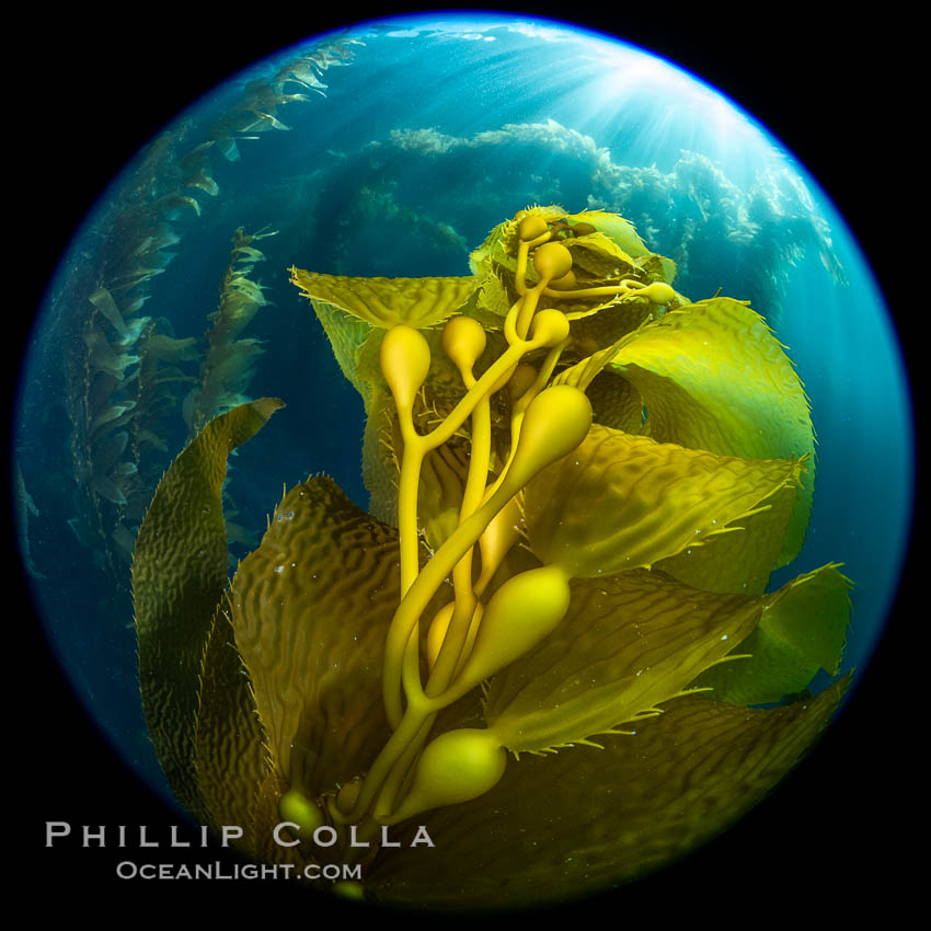 Kelp fronds and pneumatocysts. Pneumatocysts, gas-filled bladders, float the kelp off the ocean bottom toward the surface and sunlight, where the leaf-like blades and stipes of the kelp plant grow fastest. Catalina Island, California. USA, Macrocystis pyrifera, natural history stock photograph, photo id 37282