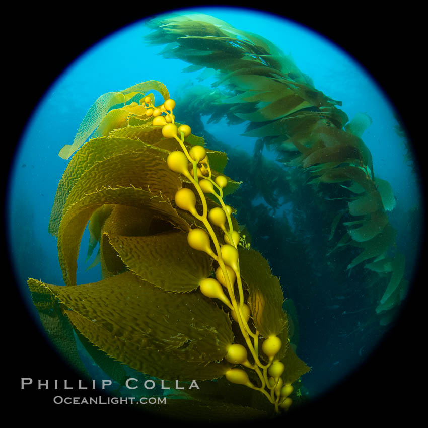 Kelp fronds and pneumatocysts. Pneumatocysts, gas-filled bladders, float the kelp off the ocean bottom toward the surface and sunlight, where the leaf-like blades and stipes of the kelp plant grow fastest. Catalina Island, California. USA, Macrocystis pyrifera, natural history stock photograph, photo id 37260