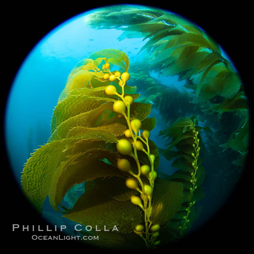 Kelp fronds and pneumatocysts. Pneumatocysts, gas-filled bladders, float the kelp off the ocean bottom toward the surface and sunlight, where the leaf-like blades and stipes of the kelp plant grow fastest. Catalina Island, California. USA, Macrocystis pyrifera, natural history stock photograph, photo id 37259