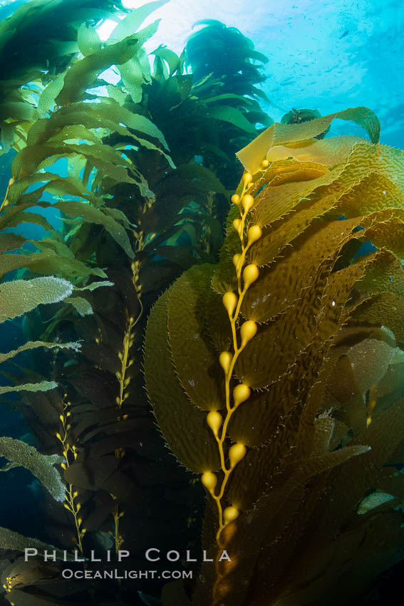 Kelp fronds and pneumatocysts. Pneumatocysts, gas-filled bladders, float the kelp off the ocean bottom toward the surface and sunlight, where the leaf-like blades and stipes of the kelp plant grow fastest. Catalina Island, California. USA, Macrocystis pyrifera, natural history stock photograph, photo id 37275