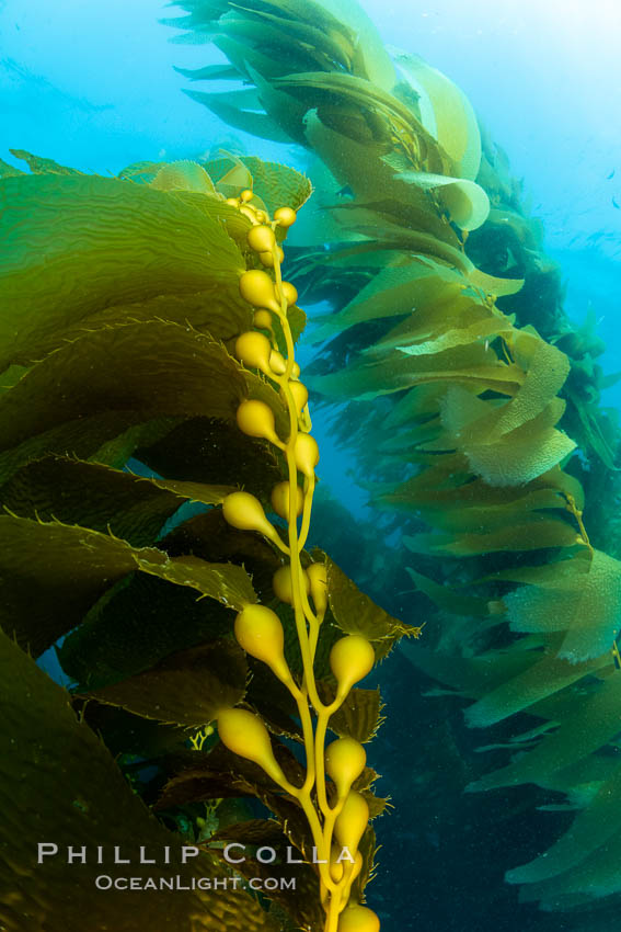 Kelp fronds and pneumatocysts. Pneumatocysts, gas-filled bladders, float the kelp off the ocean bottom toward the surface and sunlight, where the leaf-like blades and stipes of the kelp plant grow fastest. Catalina Island, California. USA, Macrocystis pyrifera, natural history stock photograph, photo id 37261
