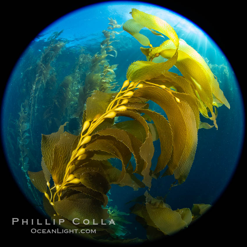 Kelp fronds and pneumatocysts. Pneumatocysts, gas-filled bladders, float the kelp off the ocean bottom toward the surface and sunlight, where the leaf-like blades and stipes of the kelp plant grow fastest. Catalina Island, California. USA, Macrocystis pyrifera, natural history stock photograph, photo id 37281