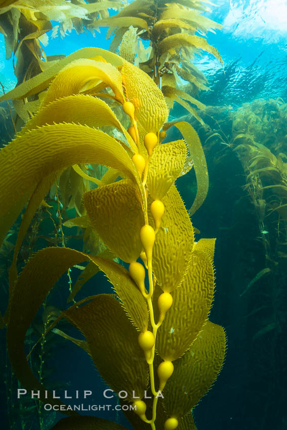 Kelp fronds and pneumatocysts. Pneumatocysts, gas-filled bladders, float the kelp plant off the ocean bottom toward the surface and sunlight, where the leaf-like blades and stipes of the kelp plant grow fastest. Giant kelp can grow up to 2' in a single day given optimal conditions. Epic submarine forests of kelp grow throughout California's Southern Channel Islands. Catalina Island, USA, natural history stock photograph, photo id 34176