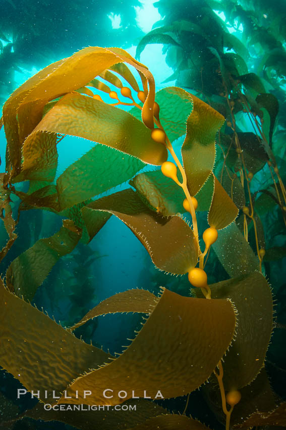 Kelp fronds and pneumatocysts. Pneumatocysts, gas-filled bladders, float the kelp plant off the ocean bottom toward the surface and sunlight, where the leaf-like blades and stipes of the kelp plant grow fastest. Giant kelp can grow up to 2' in a single day given optimal conditions. Epic submarine forests of kelp grow throughout California's Southern Channel Islands. Catalina Island, USA, natural history stock photograph, photo id 34192