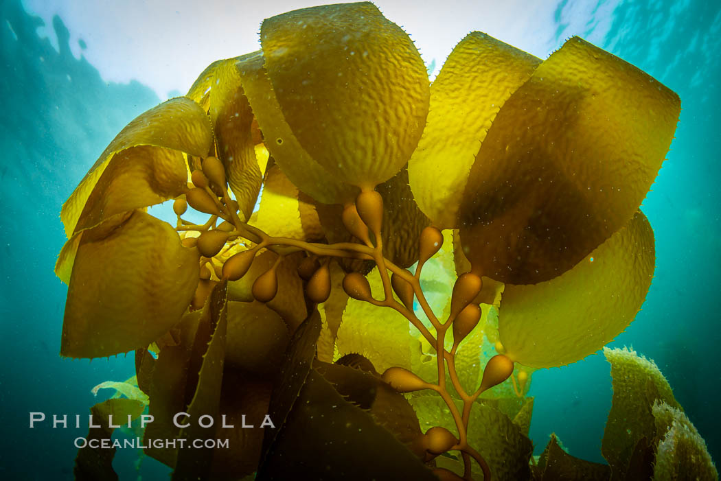 Kelp fronds and pneumatocysts. Pneumatocysts, gas-filled bladders, float the kelp plant off the ocean bottom toward the surface and sunlight, where the leaf-like blades and stipes of the kelp plant grow fastest. Giant kelp can grow up to 2' in a single day given optimal conditions. Epic submarine forests of kelp grow throughout California's Southern Channel Islands. San Clemente Island, USA, Macrocystis pyrifera, natural history stock photograph, photo id 34600