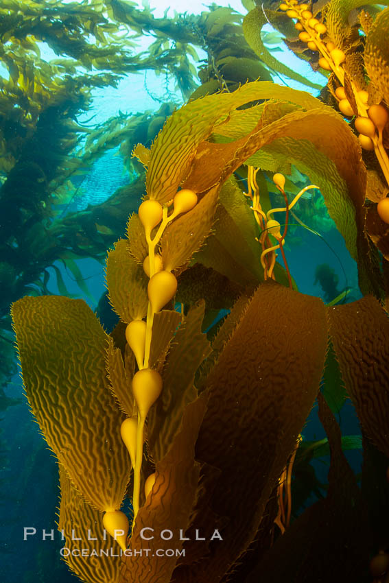 Kelp fronds and pneumatocysts. Pneumatocysts, gas-filled bladders, float the kelp plant off the ocean bottom toward the surface and sunlight, where the leaf-like blades and stipes of the kelp plant grow fastest. Giant kelp can grow up to 2' in a single day given optimal conditions. Epic submarine forests of kelp grow throughout California's Southern Channel Islands. San Clemente Island, USA, Macrocystis pyrifera, natural history stock photograph, photo id 34604