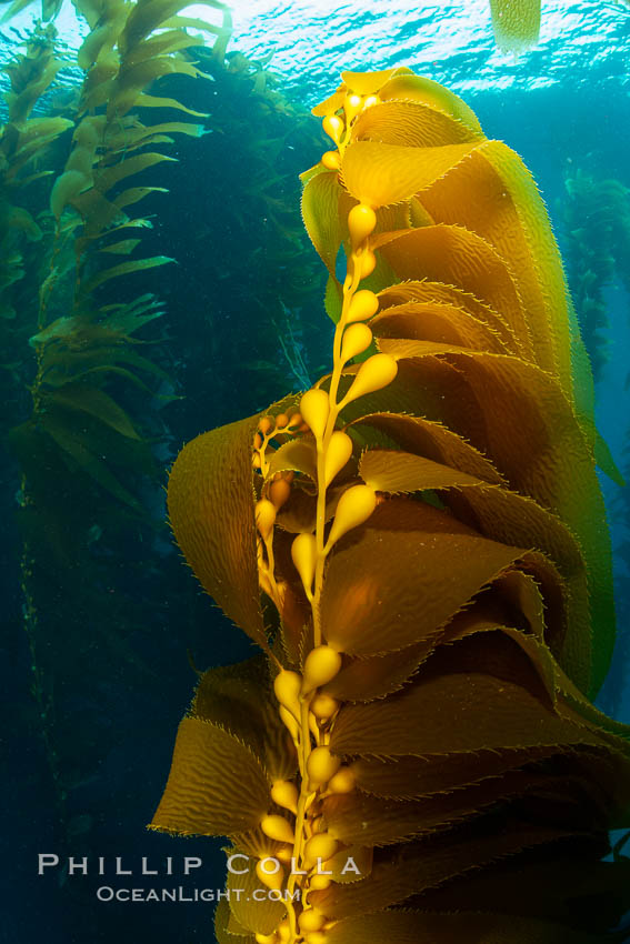 Kelp fronds and pneumatocysts. Pneumatocysts, gas-filled bladders, float the kelp plant off the ocean bottom toward the surface and sunlight, where the leaf-like blades and stipes of the kelp plant grow fastest. Giant kelp can grow up to 2' in a single day given optimal conditions. Epic submarine forests of kelp grow throughout California's Southern Channel Islands. San Clemente Island, USA, Macrocystis pyrifera, natural history stock photograph, photo id 34608