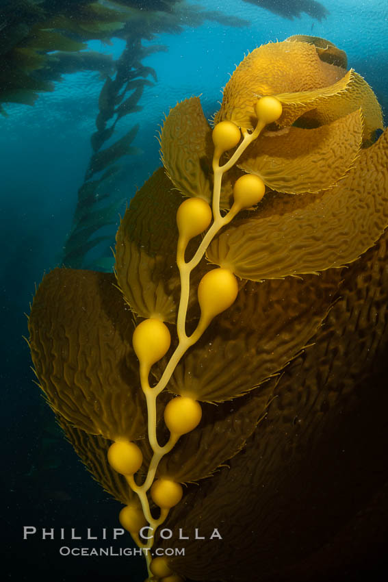 Kelp fronds and pneumatocysts. Pneumatocysts, gas-filled bladders, float the kelp plant off the ocean bottom toward the surface and sunlight, where the leaf-like blades and stipes of the kelp plant grow fastest. Giant kelp can grow up to 2' in a single day given optimal conditions. Epic submarine forests of kelp grow throughout California's Southern Channel Islands. San Clemente Island, USA, Macrocystis pyrifera, natural history stock photograph, photo id 37100