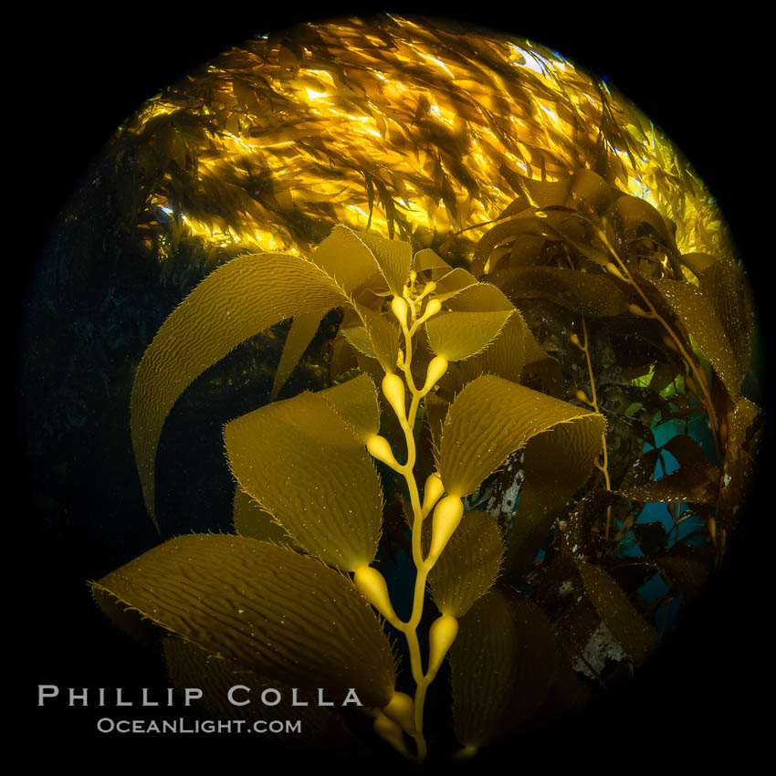 Kelp fronds and pneumatocysts, giant kelp forest, Catalina Island