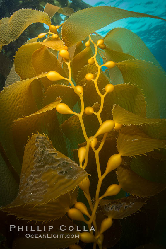 Kelp fronds and pneumatocysts. Pneumatocysts, gas-filled bladders, float the kelp plant off the ocean bottom toward the surface and sunlight, where the leaf-like blades and stipes of the kelp plant grow fastest. Giant kelp can grow up to 2' in a single day given optimal conditions. Epic submarine forests of kelp grow throughout California's Southern Channel Islands. Catalina Island, USA, natural history stock photograph, photo id 34191