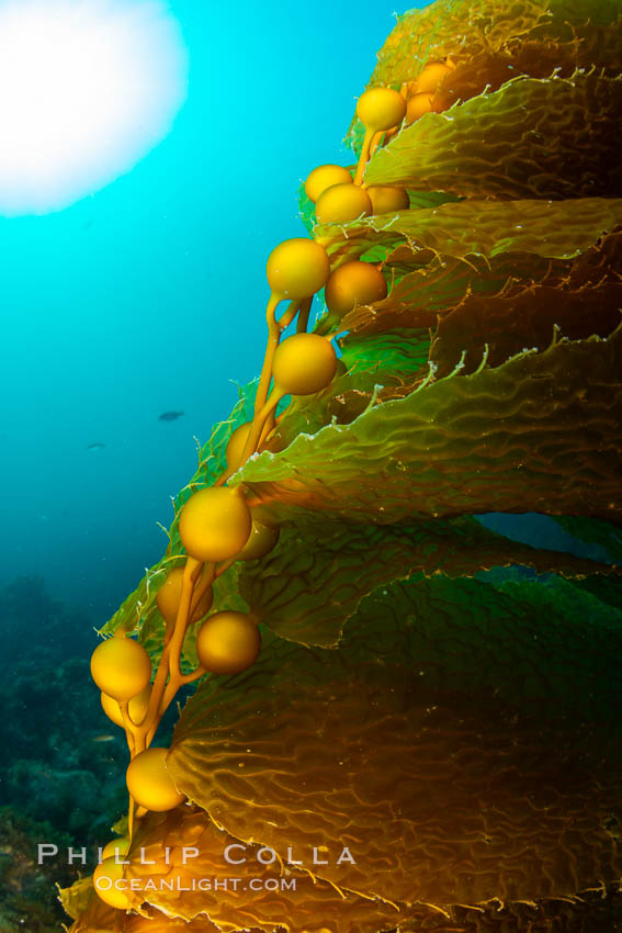 Kelp fronds and pneumatocysts. Pneumatocysts, gas-filled bladders, float the kelp plant off the ocean bottom toward the surface and sunlight, where the leaf-like blades and stipes of the kelp plant grow fastest. Giant kelp can grow up to 2' in a single day given optimal conditions. Epic submarine forests of kelp grow throughout California's Southern Channel Islands. San Clemente Island, USA, Macrocystis pyrifera, natural history stock photograph, photo id 34607