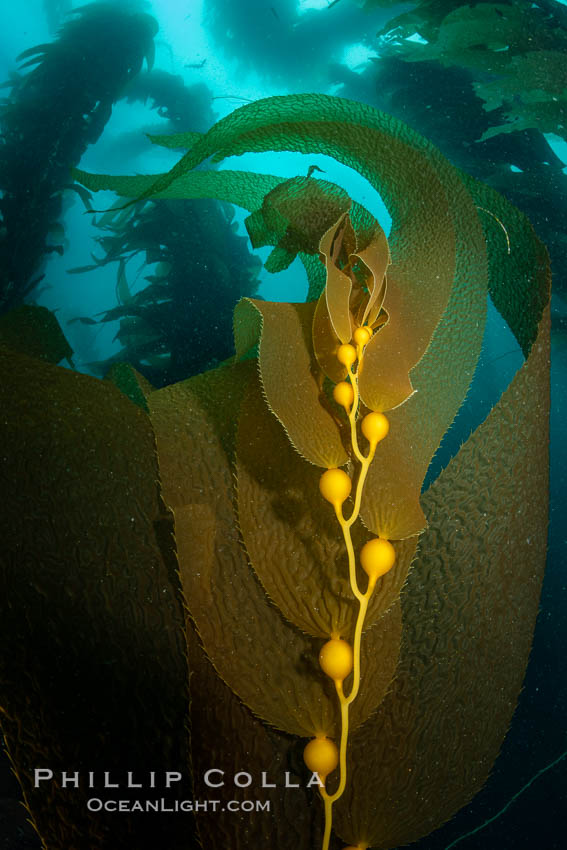 Kelp fronds and pneumatocysts. Pneumatocysts, gas-filled bladders, float the kelp plant off the ocean bottom toward the surface and sunlight, where the leaf-like blades and stipes of the kelp plant grow fastest. Giant kelp can grow up to 2' in a single day given optimal conditions. Epic submarine forests of kelp grow throughout California's Southern Channel Islands. San Clemente Island, USA, Macrocystis pyrifera, natural history stock photograph, photo id 37099