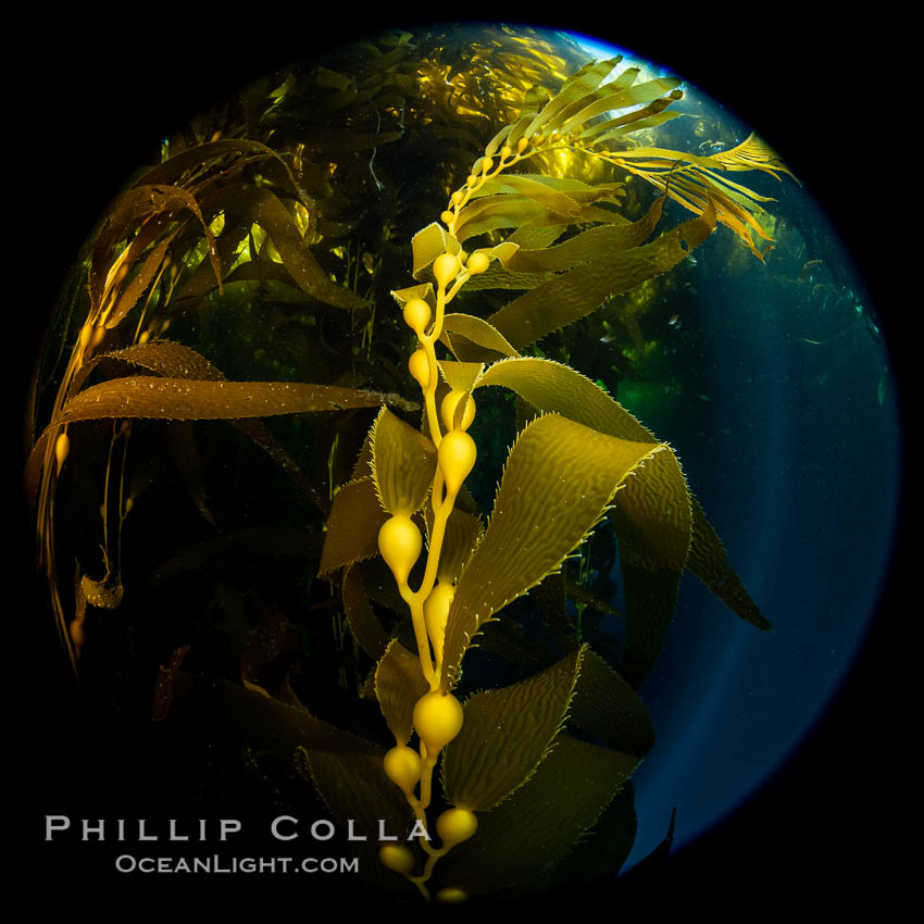 Kelp fronds and pneumatocysts, giant kelp forest, Catalina Island. California, USA, natural history stock photograph, photo id 37195