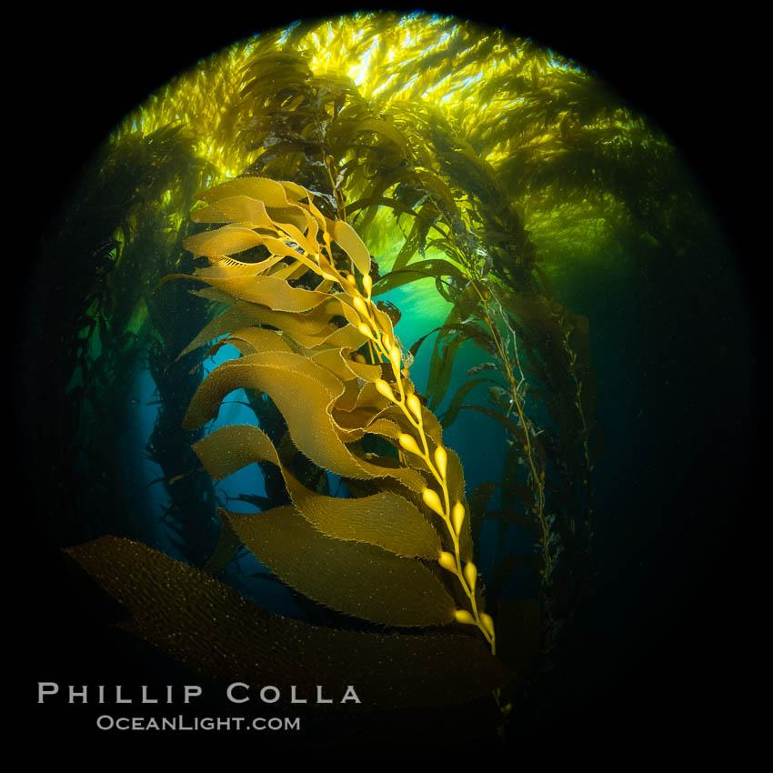 Kelp fronds and pneumatocysts, giant kelp forest, Catalina Island. California, USA, natural history stock photograph, photo id 37199