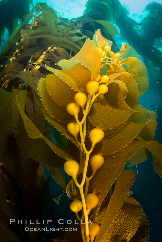 Kelp fronds and pneumatocysts. Pneumatocysts, gas-filled bladders, float the kelp plant off the ocean bottom toward the surface and sunlight, where the leaf-like blades and stipes of the kelp plant grow fastest. Giant kelp can grow up to 2' in a single day given optimal conditions. Epic submarine forests of kelp grow throughout California's Southern Channel Islands. Catalina Island, USA, natural history stock photograph, photo id 34193
