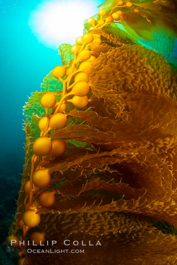 Kelp fronds and pneumatocysts. Pneumatocysts, gas-filled bladders, float the kelp plant off the ocean bottom toward the surface and sunlight, where the leaf-like blades and stipes of the kelp plant grow fastest. Giant kelp can grow up to 2' in a single day given optimal conditions. Epic submarine forests of kelp grow throughout California's Southern Channel Islands. San Clemente Island, USA, Macrocystis pyrifera, natural history stock photograph, photo id 34601